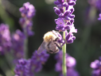 Bee